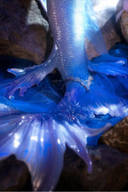 [Display] BJD Mermaid Doll --- Mu Dong Mermaid - YuKibjd